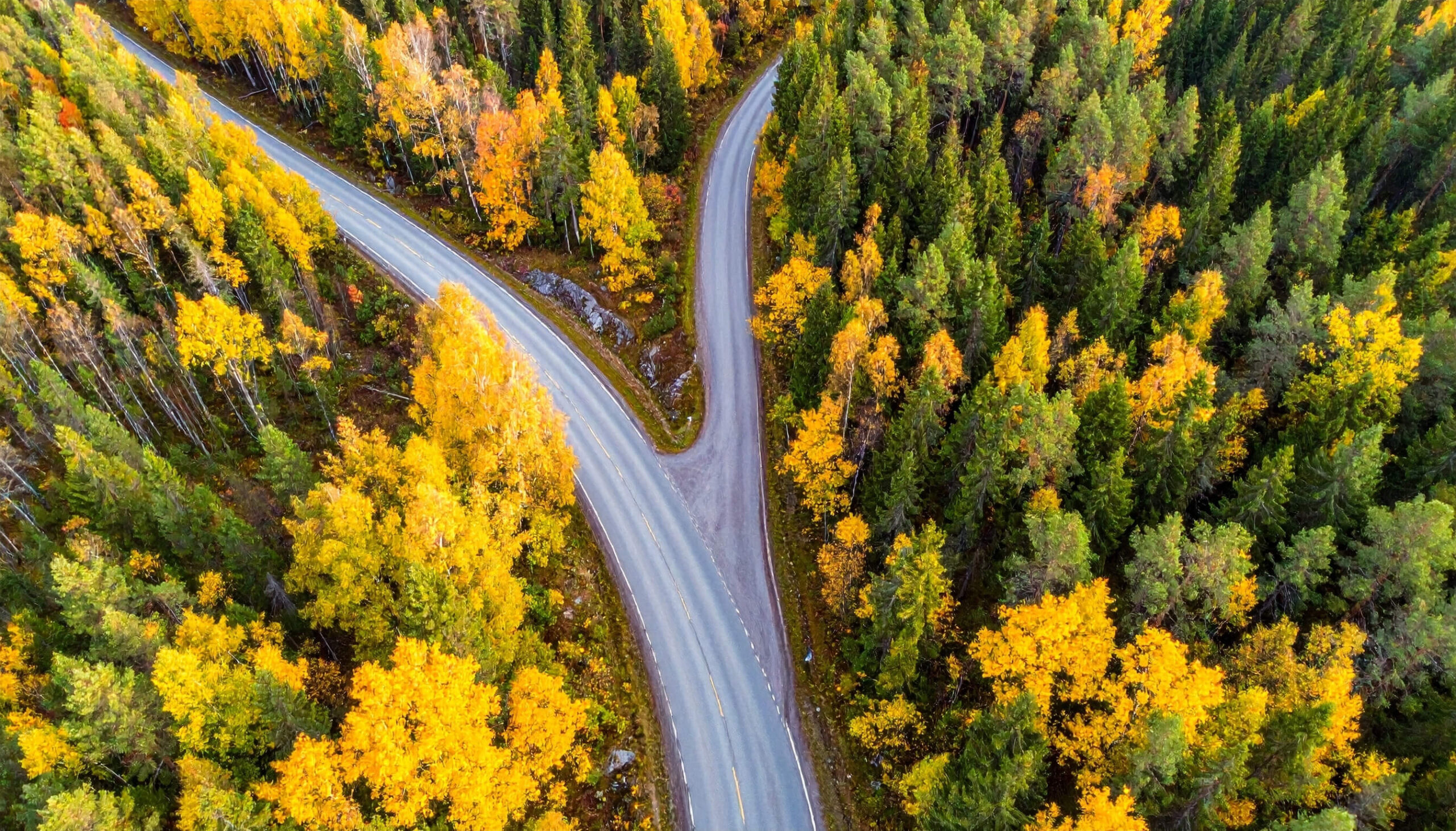 A photo of a fork in a forrest road demonstrating the idea that we can Re-Decide instead of Making New Year's Resolutions